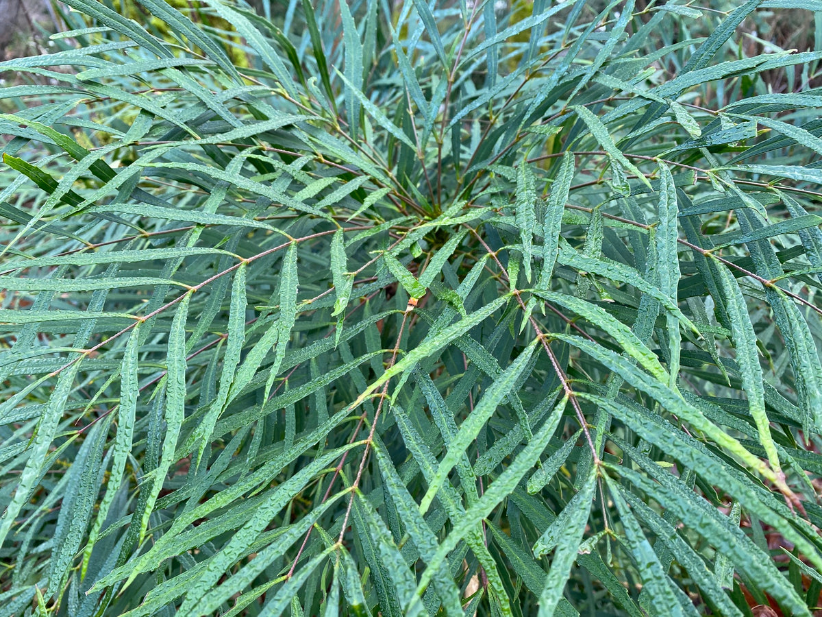 Mahonia eurybracteata &#39;Sorft Caress&#39; PP20183 (Soft Caress Oregon Grape)