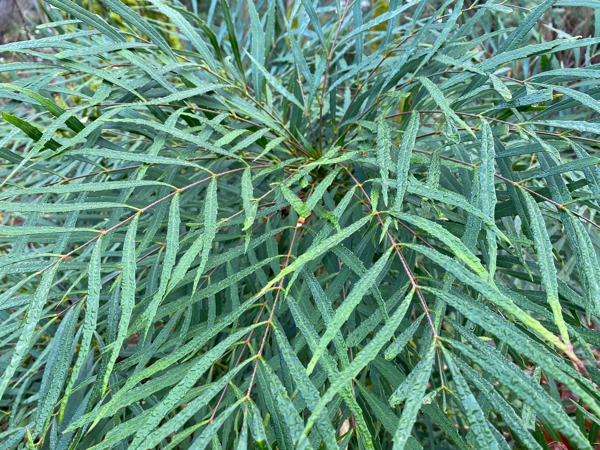 Mahonia eurybracteata 'Sorft Caress' PP20183 (Soft Caress Oregon Grape)