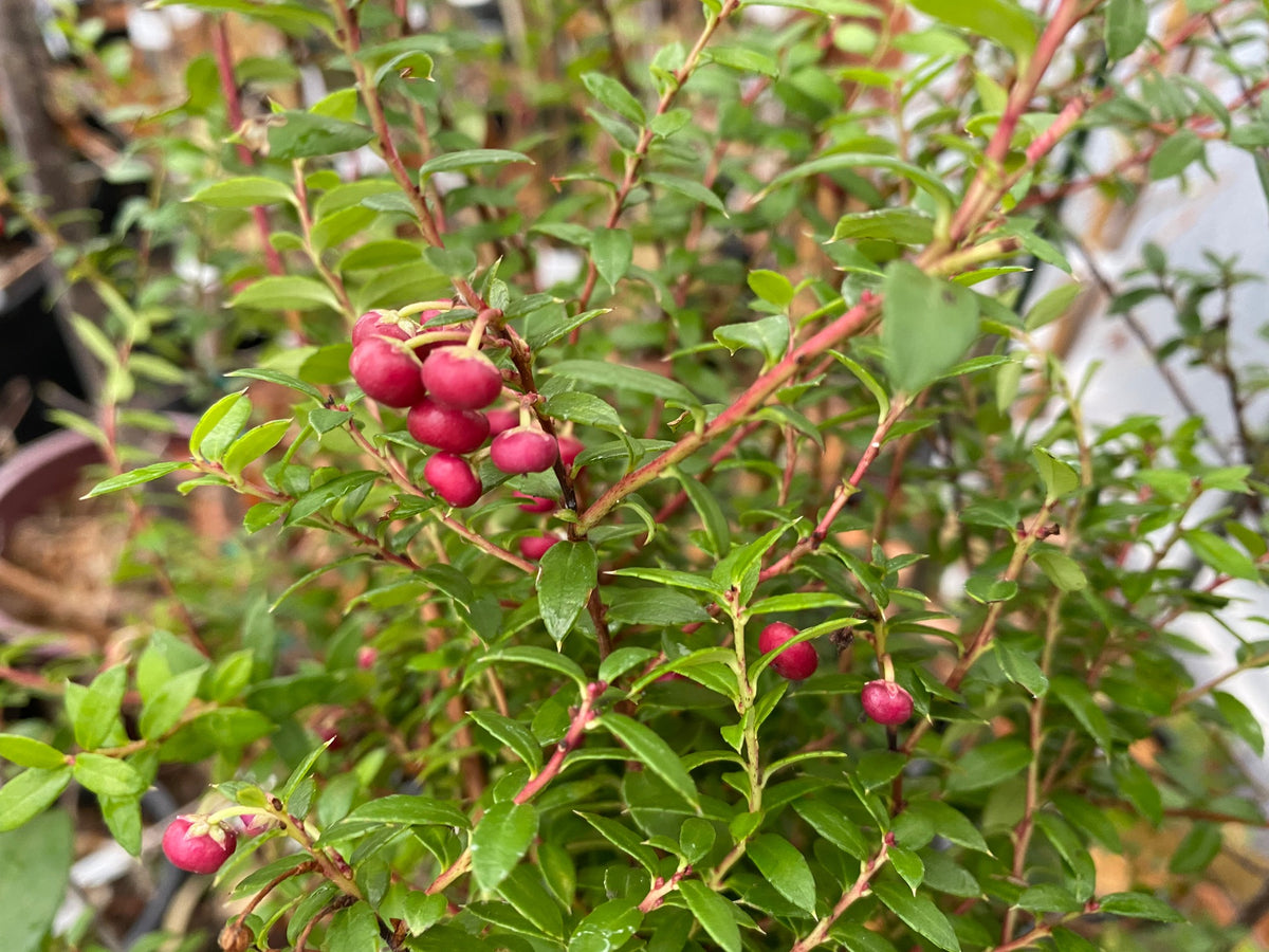 Gaultheria mucronulata  Female (Prickly Heath) syn. Pernettia mucronulata