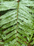 Parablechnum wattsii (Hard Water-Fern) syn. Blechnum wattsii