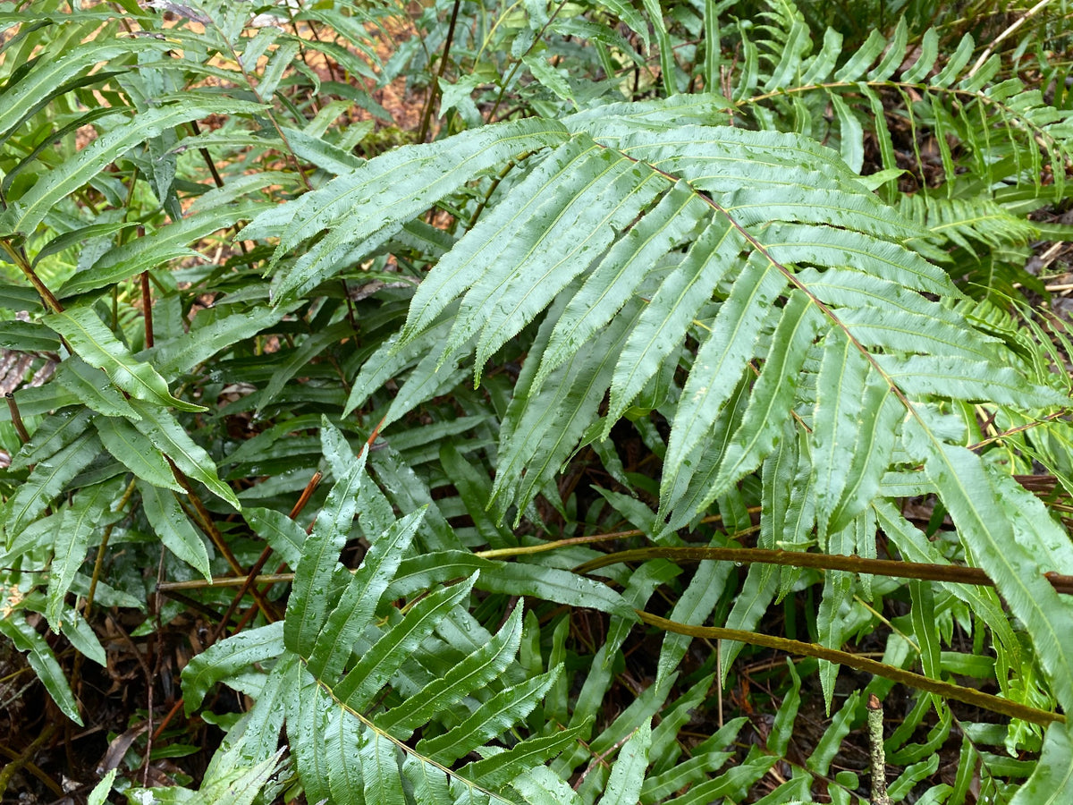 Parablechnum wattsii (Hard Water-Fern) syn. Blechnum wattsii
