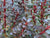 Rhododendron campylogynum ssp. myrtiloides 'June Sinclair' (Species Rhododendron)