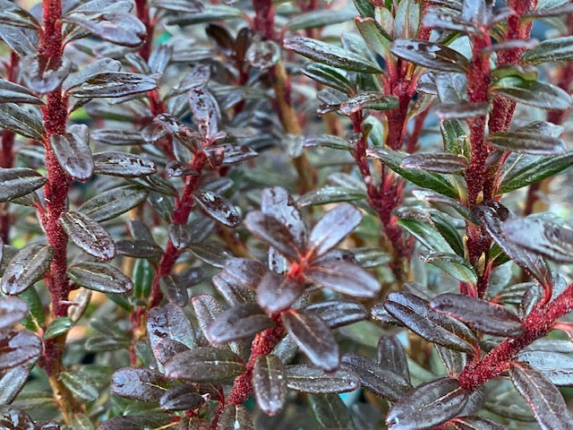 rhododendron campylogynum Rhododendron campylogynum ssp. myrtiloides 'June Sinclair' (Species  Rhododendron)