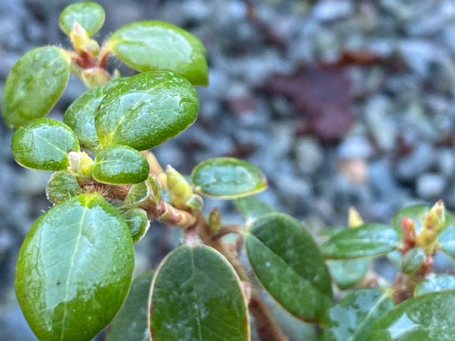 Rhododendron megeratum (Species Rhododendron)