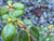 Rhododendron megeratum (Species Rhododendron)