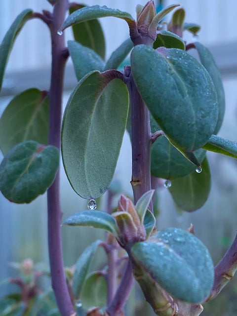 Rhododendron oreotrephes (Species Rhododendron)