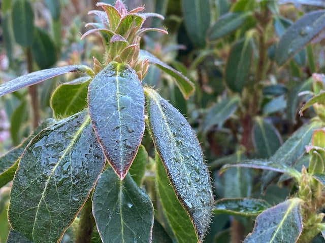 Rhododendron tricanthum (Species Rhododendron)