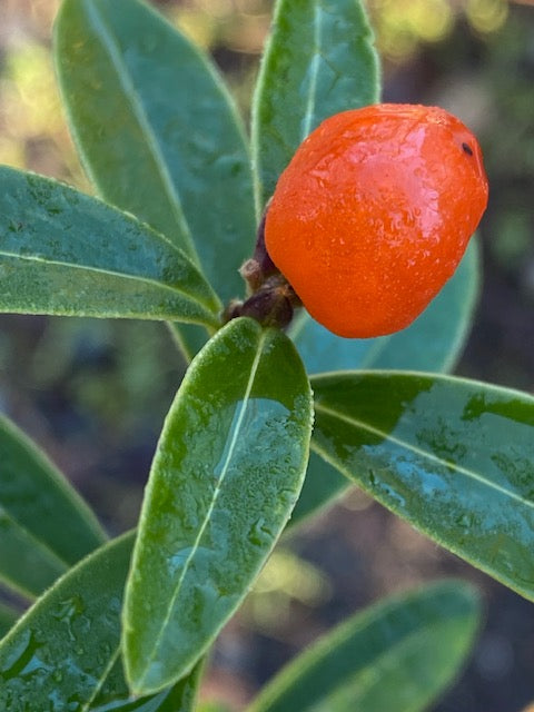 Daphne tangutica (Tangutica Daphne)