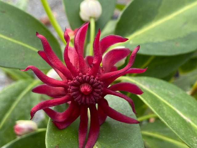 Illicium floradanum 'Woodlanders Variegated'  (Variegated Anise Tree)