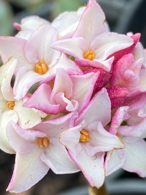 Daphne odora 'Zuiko Nishiki' (Daphne)