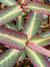 Euphorbia 'Excalibur'  (Spurge)