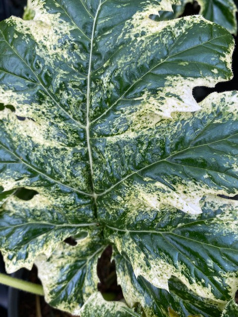 Acanthus 'Whitewater'  (Variegated Bear's Breech)