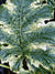 Acanthus 'Whitewater'  (Variegated Bear's Breech)