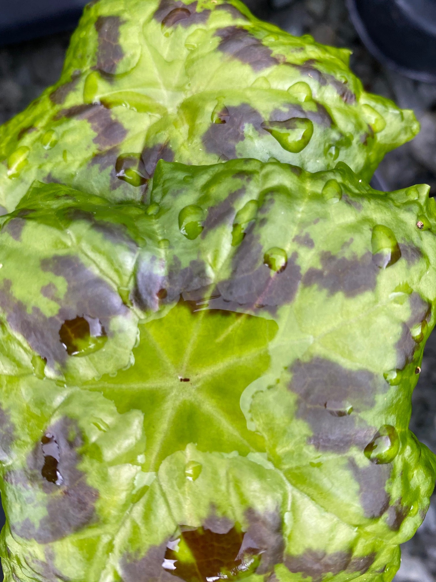 Podophyllum 'Kaleidoscope' PP14460  (Mayapple)
