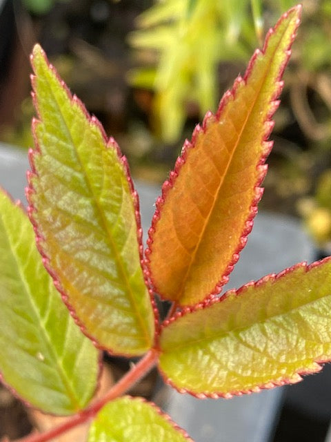 Rosa sp. ZHNP 215 (Wild Rose)