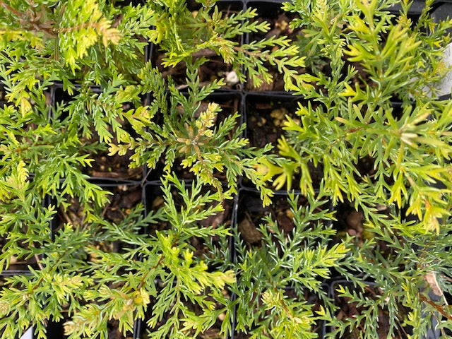 Austrocedrus chilensis (Chilean Incense Cedar)