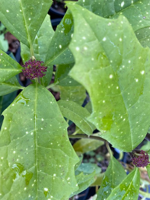 Aucuba chinensis  &#39;Spotty&#39; (Chinese Aucuba)