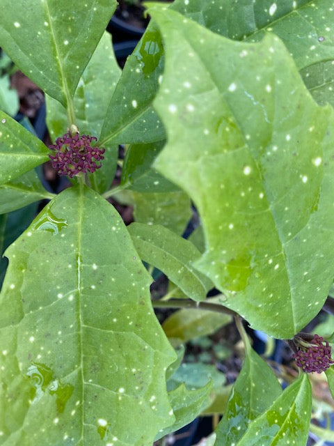 Aucuba chinensis  'Spotty' (Chinese Aucuba)