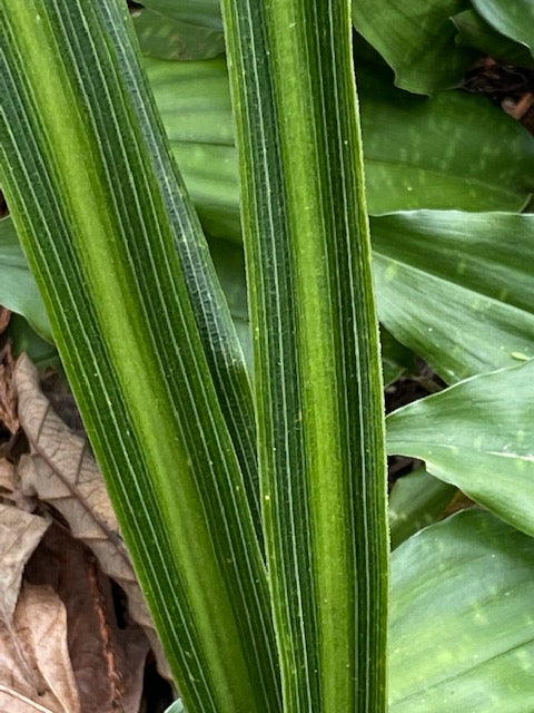 Rohdea pachynema (Sacred Lily)