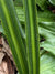 Rohdea pachynema (Sacred Lily)