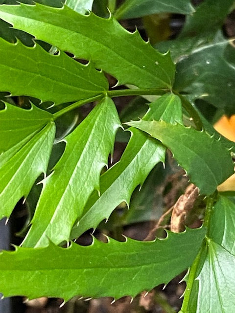 Mahonia fortunei 'Curlyque' (Chinese Mahonia, Fortune's Mahonia)