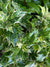 Osmanthus heterophyllus 'Goshiki' (Sweet Olive)