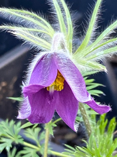 Pulsatilla vulgaris (Pasque Flower)