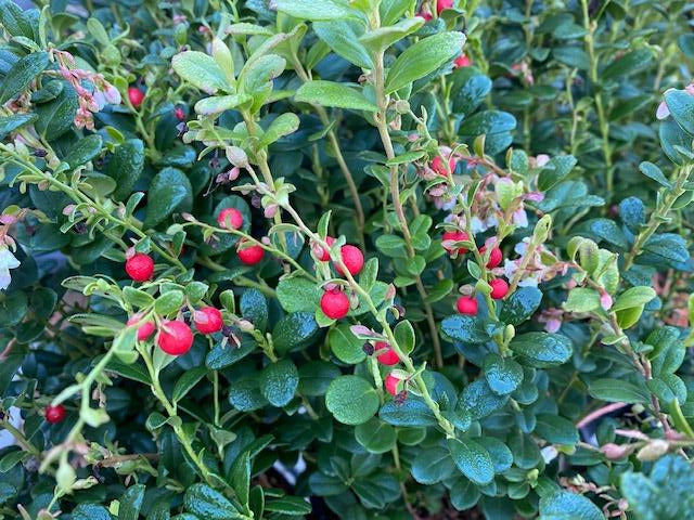 Vaccinium vitis-idaea &#39;Red Candy&#39;  (Lingonberry)