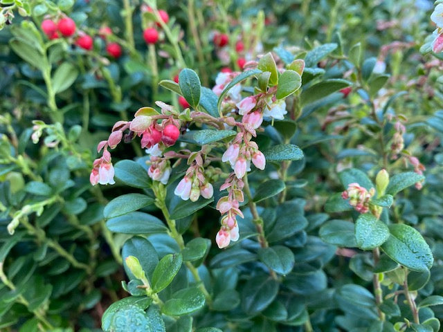 Vaccinium vitis-idaea &#39;Red Candy&#39;  (Lingonberry)