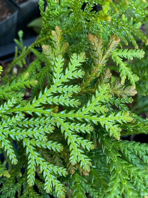 Thujopsis dolobrata (Hiba Cedar)