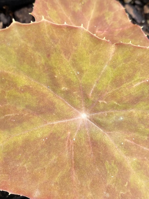 Podophyllum difforme  (Chinese Mayapple)