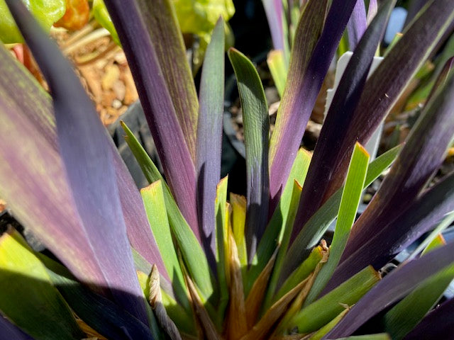 Iris versicolor 'Purple Flame'  (Purple Flame Blueflag)