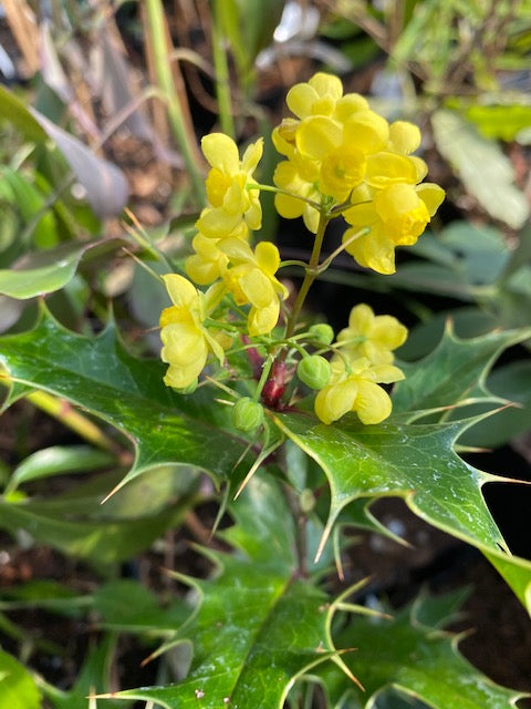 x Mahoberberis miethkeana  (Mahonia x Berberis)