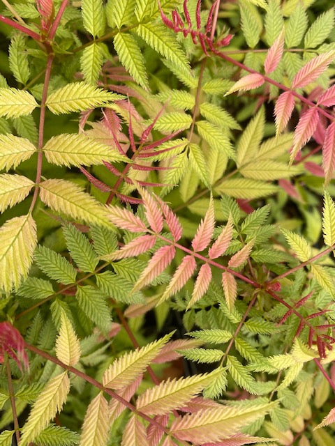 Sorbaria sorbifolia &#39;Mr. Mustard&#39; USPP33,551;CVRAF (False Spirea)