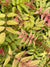Sorbaria sorbifolia 'Mr. Mustard' USPP33,551;CVRAF (False Spirea)
