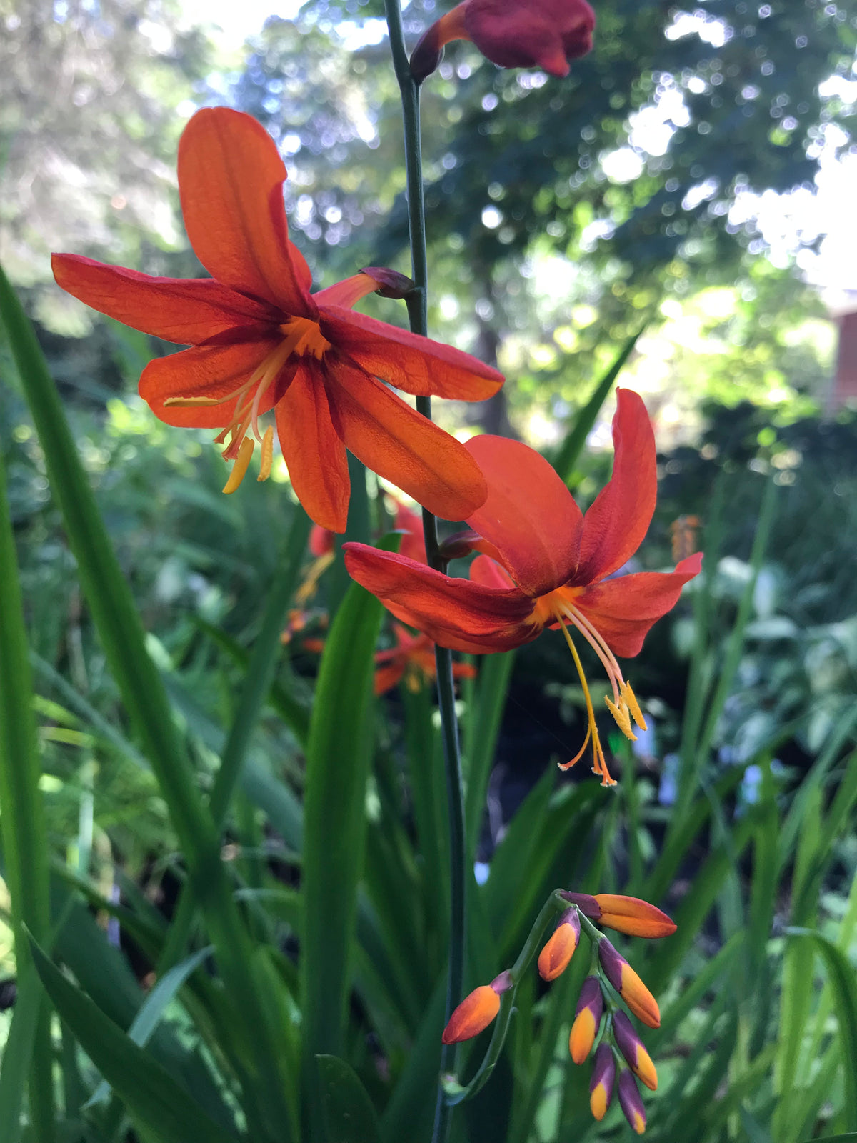 Crocosmia &#39;Babylon&#39; (Montbretia)