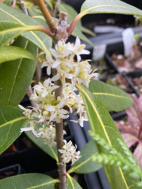 Osmanthus decorus &#39;Baki Kasapligil&#39; (Sweet Olive)