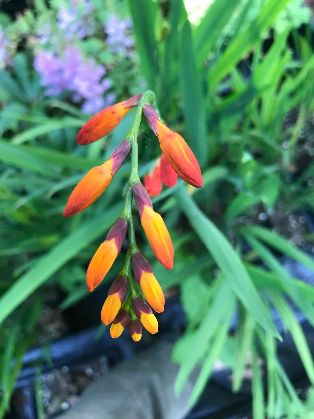 Crocosmia &#39;Babylon&#39; (Montbretia)