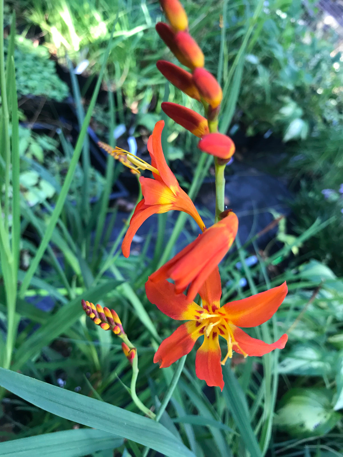 Crocosmia &#39;Prince of Orange&#39; (Montbretia)