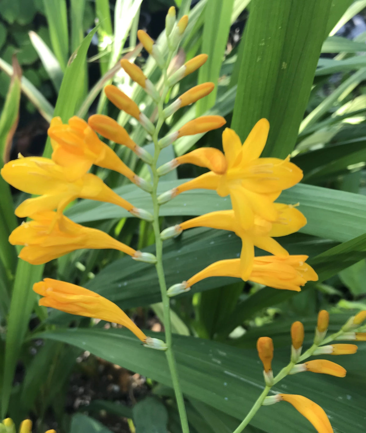 Crocosmia &#39;Walberton Yellow&#39; COPF, syn. &#39;Walcory&#39;   Montbretia)