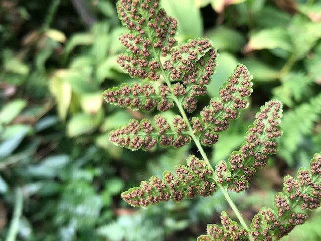 Woodsia obtusa (Blunt-Lobed Cliff Fern)