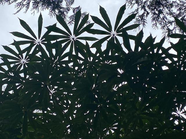 Schefflera taiwaniana (Hardy Umbrella Tree)