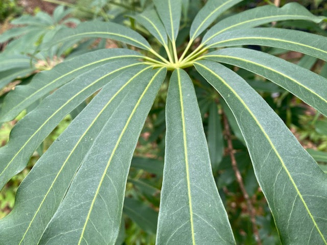 Schefflera taiwaniana (Hardy Umbrella Tree)
