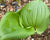 Maianthemum dilatatum  (False Lily of the Valley)