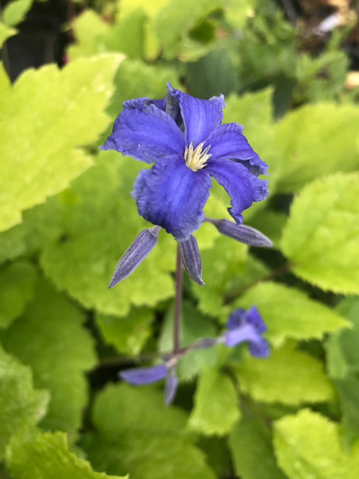 Clematis heracleifolia &#39;New Love&#39; (Bush Clematis)