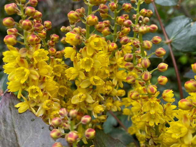 Mahonia nervosa &#39;Red Bud&#39; (Low Oregon Grape)