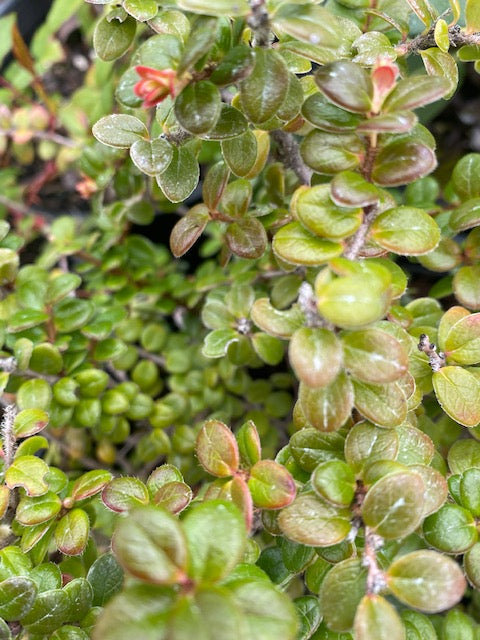 Vaccinium chaetothrix SEH1517  (Himalayan Huckleberry)