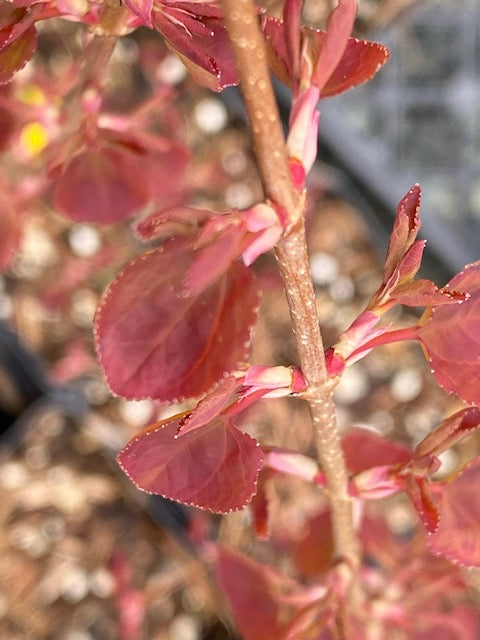 Cercidiphyllum japonicum &#39;Claim Jumper&#39; (Katsura)