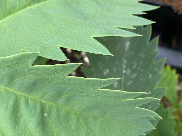 Melianthus major 'Antonow's Blue'  (Honey Bush)