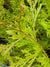 Calocedrus decurrens  (Incense Cedar)